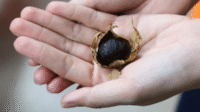 Rahasia Nopphada: Bawang Tradisional Jadi Superfood Dunia