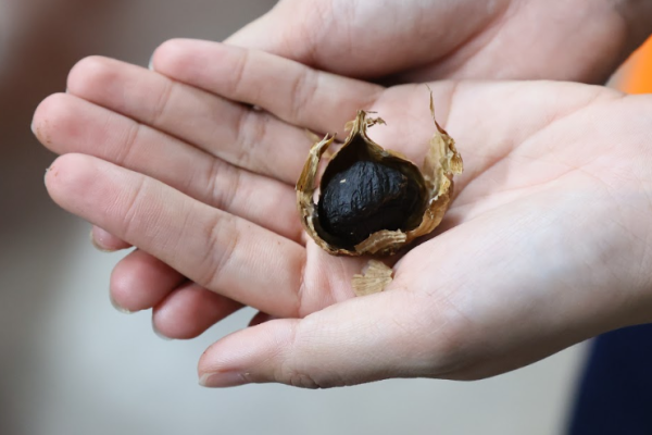 Rahasia Nopphada: Bawang Tradisional Jadi Superfood Dunia