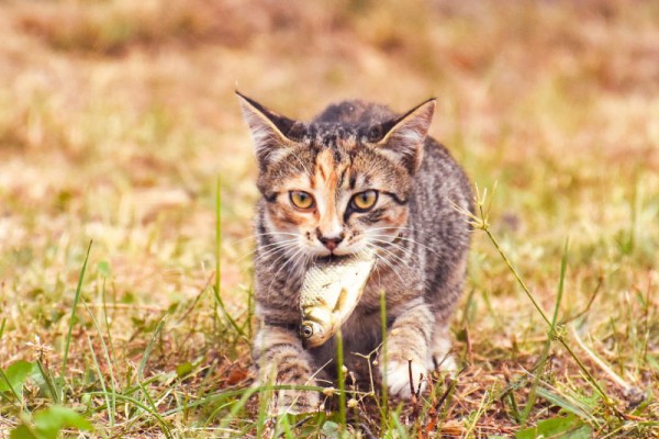 Rahasia Perilaku Kucing: 6 Kesalahpahaman Umum yang Mengejutkan