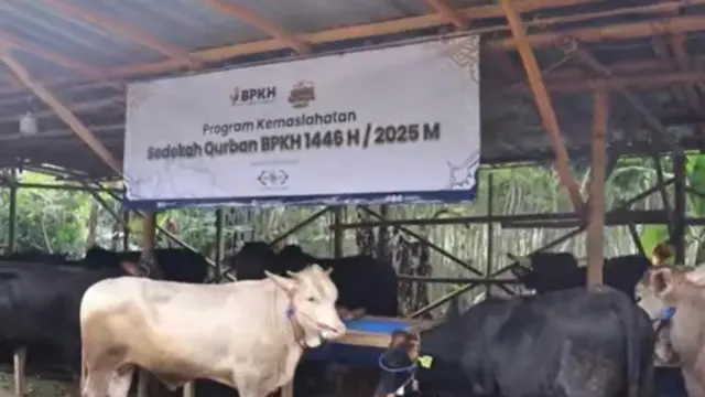 BPKH Distribusi Kurban Idul Adha 2025: 520 Hewan ke 3T