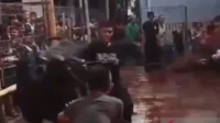 Sapi Kurban Ganas Jaktim: 3 Luka, Motor Rusak, Gegerkan Warga