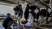 UMKM Lokal: Siap Jadi Pilar Impor Sapi Nasional?