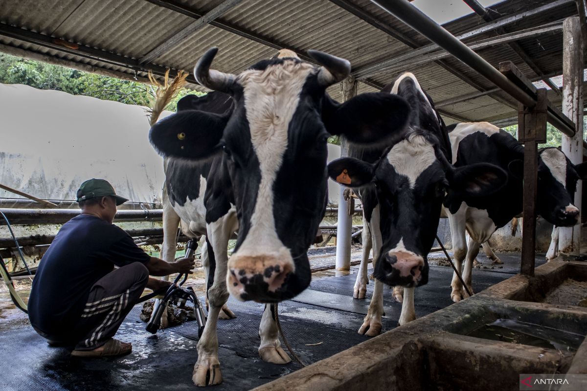 UMKM Lokal: Siap Jadi Pilar Impor Sapi Nasional?