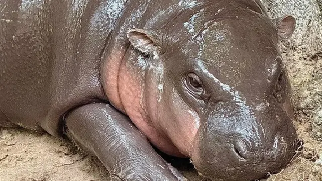 Moo Deng Ulang Tahun: Spesial Kebun Binatang Thailand untuk Penggemar